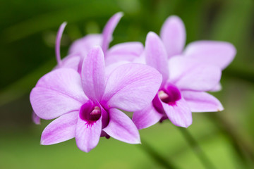 Orchid