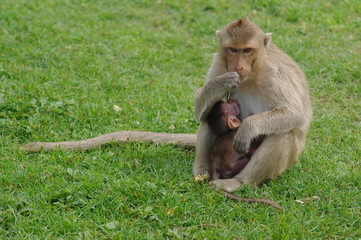 monkey at  Thailand