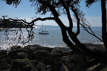 Bateau au bord de la mer avec silhouette d'arbre
