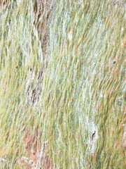 Pastel abstract painting by eucalyptus tree bark