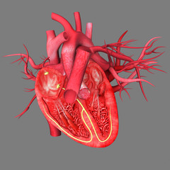 human heart