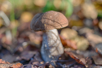 Leccinum scabrum