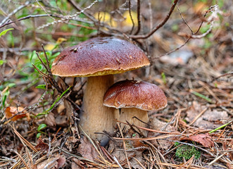 two mushroom