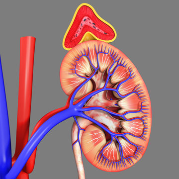 kidneys with adrenal glands