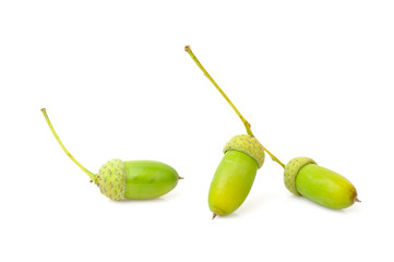 Acorns isolated on white.