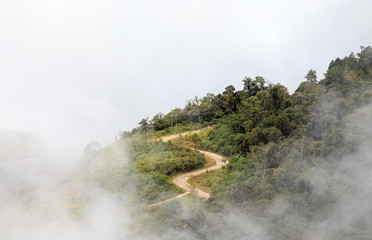 Fototapeta premium hill road with green tree