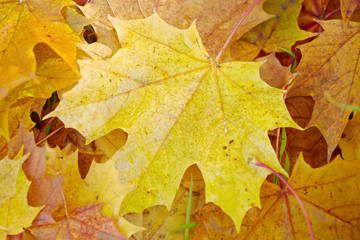 Autumn maple leaves background. Top view.