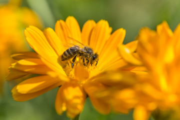 Bee on Marigold