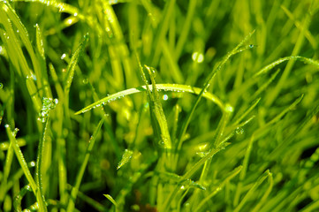 Green grass with dew