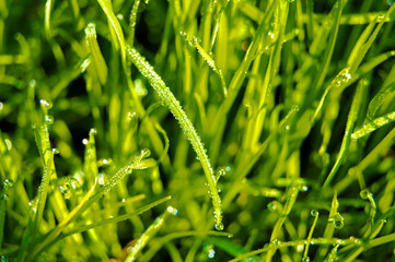 Green grass with dew