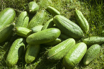 Cucumbers on grass