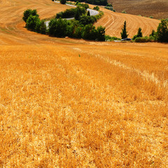 Fototapeta premium Fields