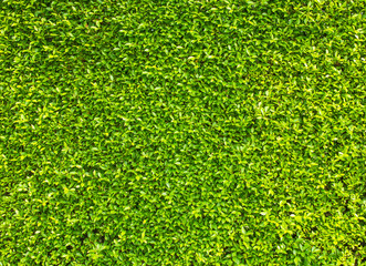 Fototapeta premium Green leaves wall background