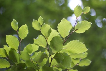 Buchenblätter