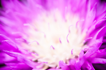Close up of the blooming whitewash cornflower