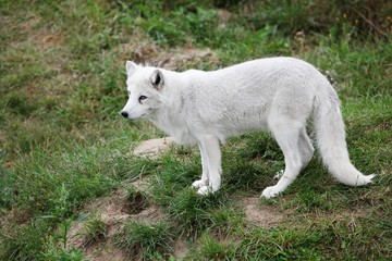 Obraz premium Arctic fox