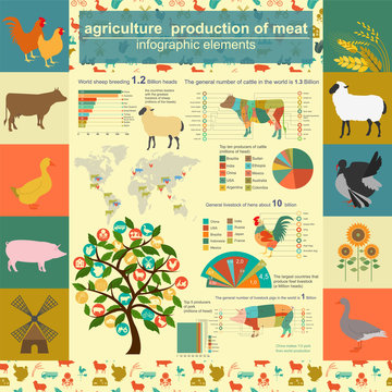 Agriculture, animal husbandry infographics, Vector illustrations