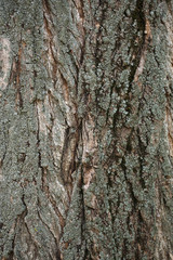 Wooden bark