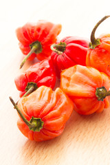 Habanero pepper