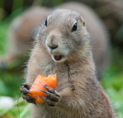 black tailed prairie dog eating a carrot