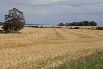 Bauernhof im Kornfeld