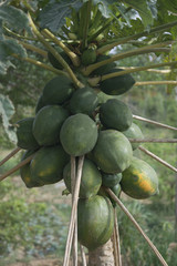 Papaya Tree