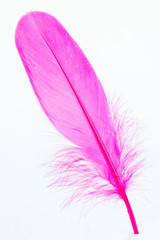 Pink feather standing on white foam close-up