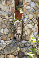 chamäleon-Kätzchen