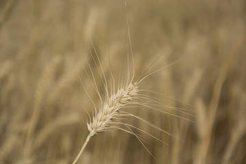 Wheat Stalk