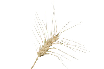 Isolated Wheat Stalk