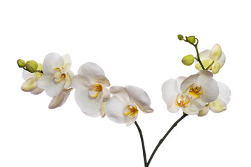 Fototapeta na wymiar white orchid isolated on white background