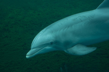 dolphin in the aquarium