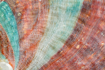 Brown and blue sea shell background, close up