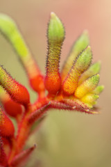 Fototapeta premium Anigozanthos manglesii flower, common name mangles kangaroo paw