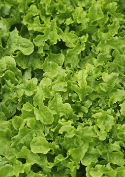 salatbeet