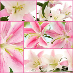 Collage of beautiful pink lilies