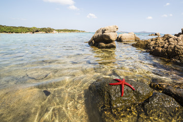 red starfish