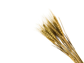 Fototapeta premium wheat isolated on white close up
