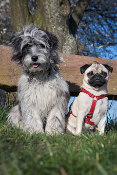Hundefreundschaft