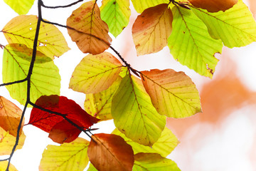 Beautiful autumn background with maple leaves