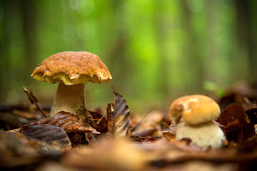 Boletus mushroom in the forest