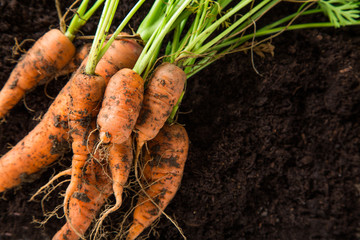 carrots in the garden