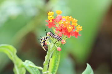 Milkweed flowers and caterpillars