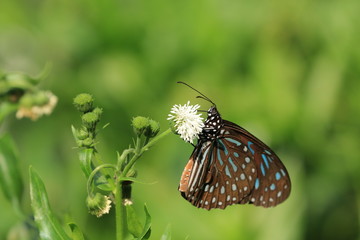 Blue Spotted Milkweed butterfly and flower