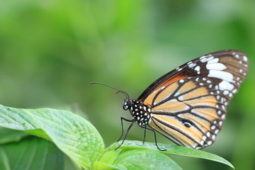 Fototapeta na wymiar Common Tiger butterfly