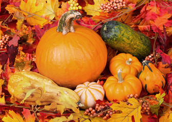 Autumn Gourds