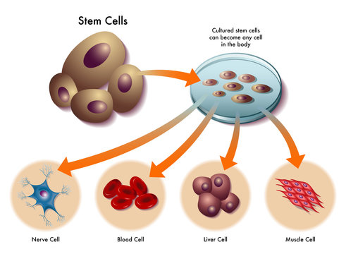 cellule staminali