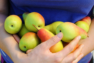 armful of pears