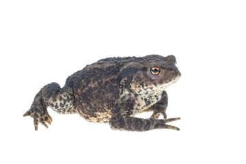 Walking common toad on white background