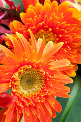 Gerbera flower